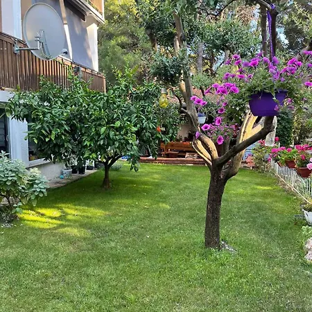 In - Istrien 26834 بولا